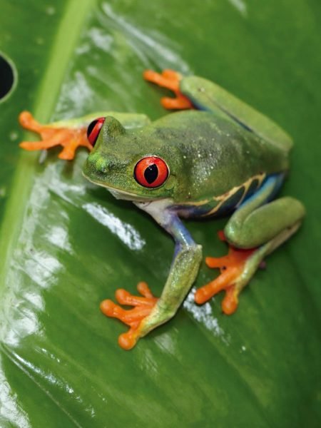 Alder-Forest-Solutions-Desarrollo-Sostenible-Empoderamos-Comunidades-Sobre-Alder